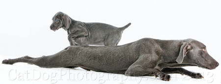 WEIMARANER PARENT & PUP