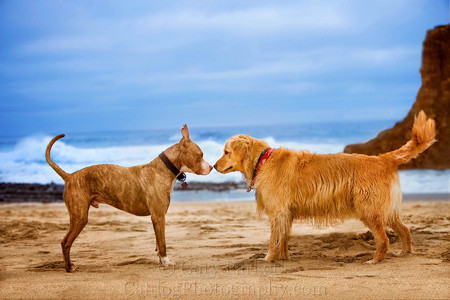 PITBULL/GOLDEN RETRIEVER STANDOFF...  LOOK CLOSELY - THE PIT FLINCHED...