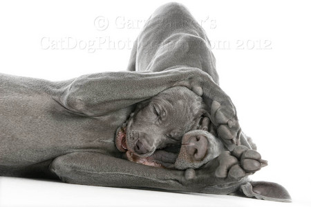 WEIMARANERS ARE INTIMATE....