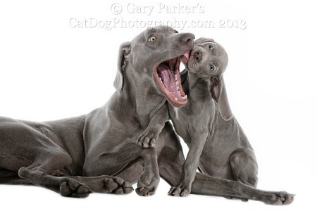 MALE WEIMARANERS ARE EXTRA PATIENT WITH UNKNOWN PUPPIES...