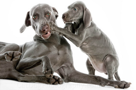 WEIMARANERS ARE PATIENT...