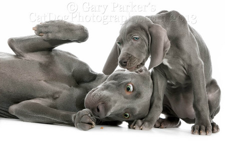 WEIMARANERS LOVE TENDER MORSELS...