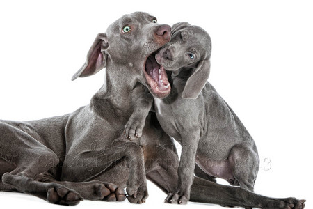 WEIMARANER PUPS ARE FEARLESS...