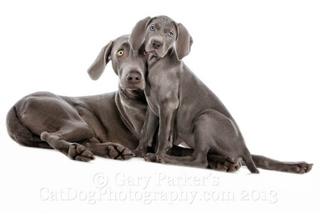 WEIMARANERS POSE NICELY FOR FAMILY PORTRAITS...