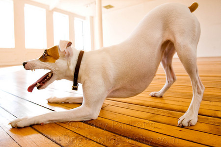 ON A MILK BONE BOX SHOOT IN CHICAGO, THIS JACK RUSSELL TERRIER HAD A BLAST IN THE GIANT STUDIO...