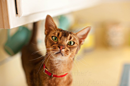 ABYSSINIAN CAT FOR VPI