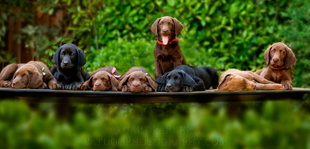 ENGLISH LABRADOR RETRIEVER PUPPIES...