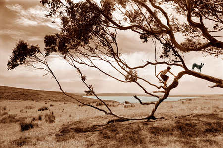 AUSTRALIAN CATTLE DOG AND BOY IN TREE FOR ELYSE WEISSBERG'S BOOK, "SUCCESSFUL SELF-PROMOTION FOR PHOTOGRAPHERS."