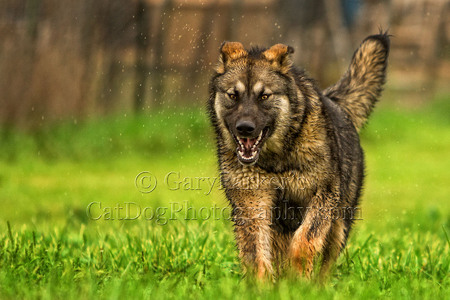 "DINGO DIREWOLF," A RARE AND GENTLE AMERICAN ALSATIAN, HAS A FIERCE EXPRESSION WHEN RUNNING TO THE PHOTOGRAPHER...TO FLOP DOWN TO BE PETTED  