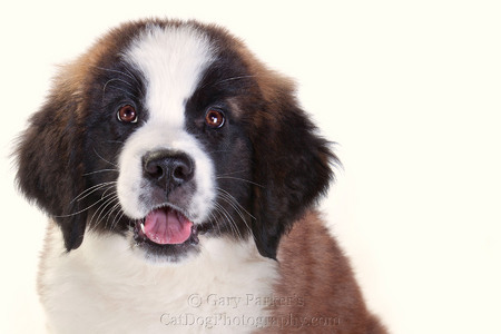 ST BERNARD PUPPY