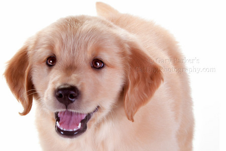 GOLDEN RETRIEVER PUP