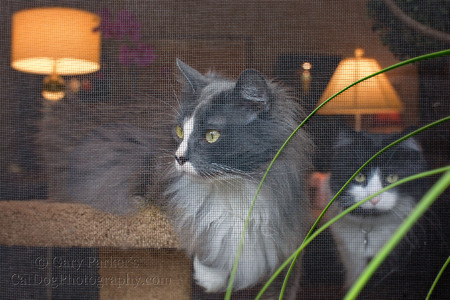 LOCAL CATS HANGING OUT DURING A PRIVATE SHOOT...