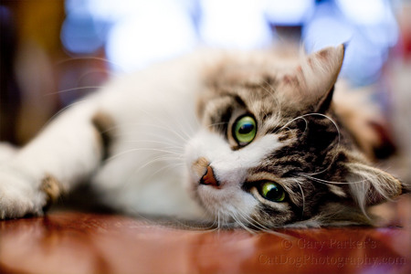 BUSTER, MAINE COON KITTEN