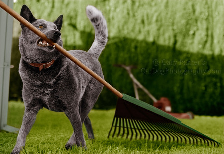 WRANGLER, HOLLYWOOD STUNT DOG, AN AUSTRALIAN CATTLE DOG, AKA QUEENSLAND BLUE HEELER