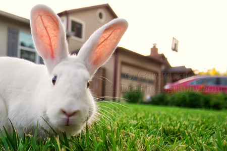 THIS RABBIT RUNS AROUND MY NEIGHBORHOOD