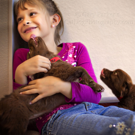 CHOCOLATE LABRADOR RETRIEVER PUPS FOR A  HUMANE SOCIETY SILICON VALLEY CALENDAR PROJECT....