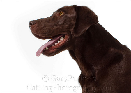 CHOCOLATE LABRADOR RETRIEVER LIVED AT A RENTAL STUDIO IN ALASKA