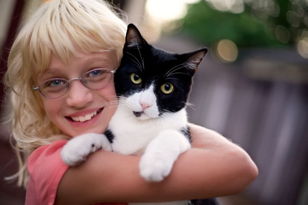 MIA AND PATCHES,  AMERICAN SHORTHAIR MIX FOR IAMS/EUKANUBA...