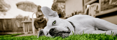 PETER, AN ENORMOUS AMERICAN BULLDOG, TAKES A BREAK AFTER PLAYING WITH CHILDREN...