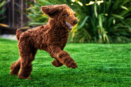 FINNEGAN, A RED STANDARD POODLE RUNS LIKE A DEER...