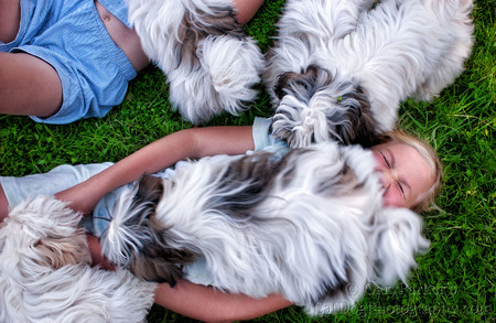 PILES OF LAMALESE...  LAMALESE ARE A MIX OF MALTESE AND LHASA APSO