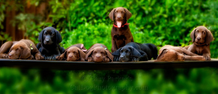 2013 ORVIS CATALOG - "THE DOG BOOK..."  8 ENGLISH LABRADOR RETRIEVER PUPS...