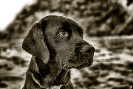 MICKEY, ENGLISH LABRADOR RETRIEVER, WARM-TONED...