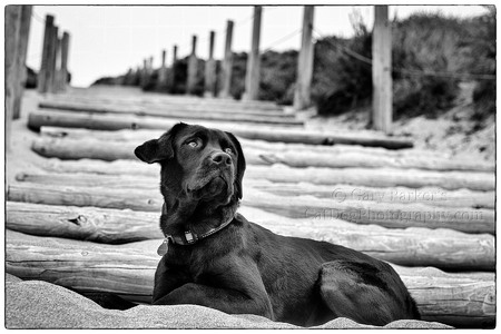 MICKEY, AN ENGLISH LABRADOR RETRIEVER, POSES POLITELY...