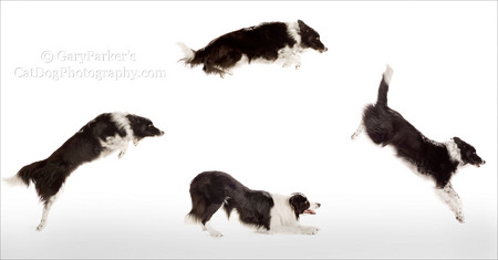 BORDER COLLIE PERFORMS FOR IAMS/EUKANUBA AD