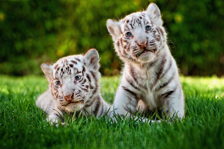 RARE WHITE BENGAL TIGER CUBS, AT 2 WEEKS OLD STILL UNABLE TO STAND...