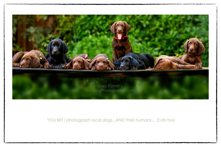 ENGLISH LABRADOR PUPPIES IN A NEAT BUT WEARY ROW...