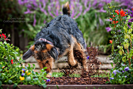 INVISIBLE FENCE; MIXED AIREDALE RUINING THE LANDSCAPING