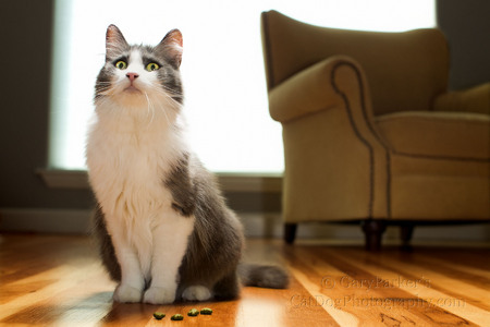 THIS CAT LOVED GREENIES DENTAL TREATS BUT CATS ONLY EAT WHEN "THEY" ARE READY...