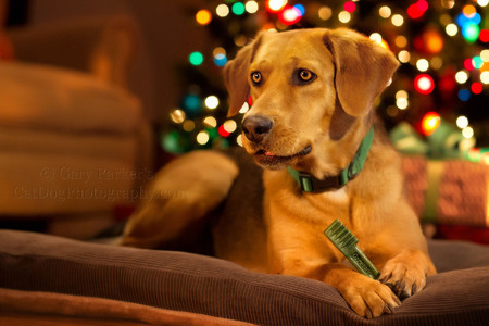 CHRISTMAS 2013 GREENIES DOG & CAT TREAT ADVERTISING CAMPAIGN...