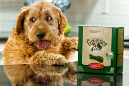 GREENIES ADVERTISING SHOOT FOR 2013 HOLIDAY SEASON. THIS IS AN OUTTAKE BECAUSE THE DOG IS MISBEHAVING - STEALING GREENIES....  