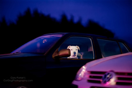 AMERICAN BULLDOG, THE WORLD'S LARGEST, STRONGEST BULLDOG.