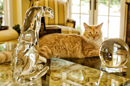 LOVELY YELLOW TABBY AMERICAN SHORTHAIR IN A LOVELY YELLOW ROOM...