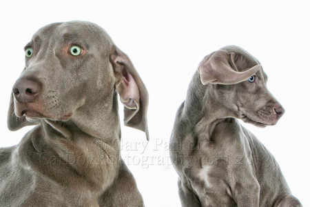 WEIMARANER MOTHER/SON FOR AFB INTERNATIONAL...