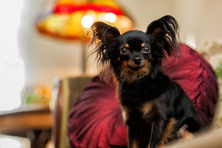 RUSSIAN TOY TERRIER, PHOTOGRAPHED ON LOCATION FOR HUMANE SOCIETY SILICON VALLEY