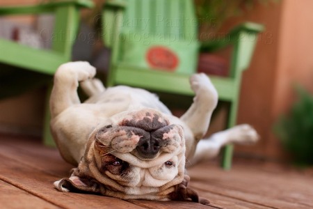 PIGGY ROLLS UPSIDE DOWN FOR GRAVITY AND THE PET COMPANY DURING AD SHOOT...