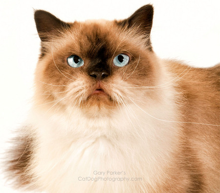 Himalayan Cat for Avoderm