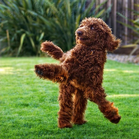 ARCHIE FINNEGAN MCGEE, AN UNUSUAL RED STANDARD POODLE