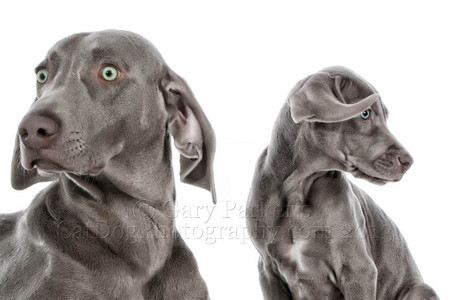 WEIMARANERS ARE EVER-VIGILANT...