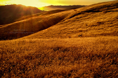 BLACKTAIL DEER AT SUNSET...