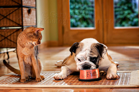 Abyssinian cat and Piggy, an English Bulldog, for Veterinary Pet Insurance