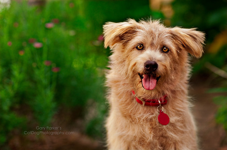 SCRUFF, A TERRIER MIX, FOR VPI