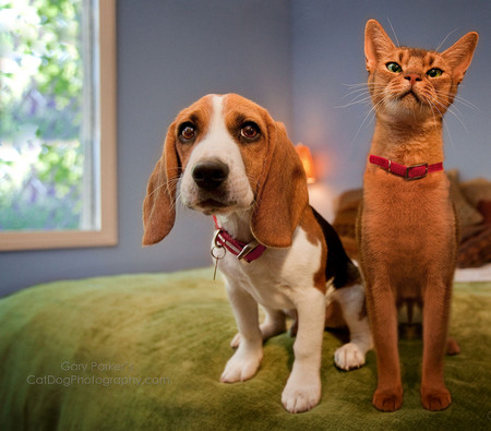 JUST HANGING OUT, WATCHIN' THE GAME..  BEAGLE & ABYSSINIAN