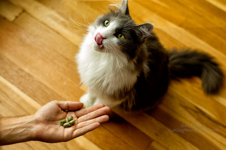 GREENIES DENTAL TREATS ARE NOW AVAILABLE FOR CATS...