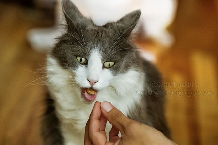 GREENIES PILL POCKET FOR CATS GOING DOWN  IN A BLUR...