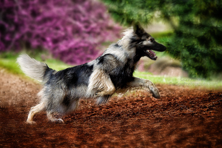 DEAR PRUDENCE, A RARE AMERICAN ALSATIAN. SPOTS HER WELL-HIDDEN OWNER DURING  SEARCH & RESCUE PLAY...